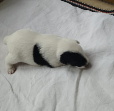 Chiot N°2 - Fox Terrier Poil lisse