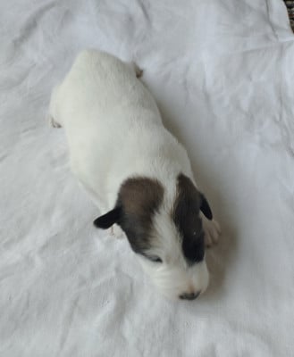 Chiot N°3 - Fox Terrier Poil lisse