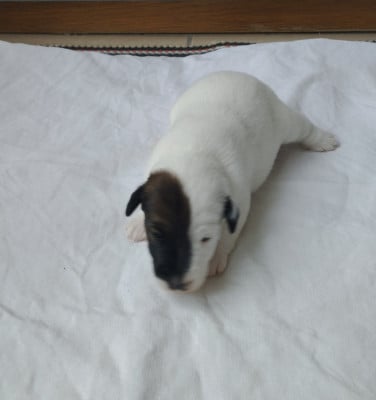 Chiot N°4 - Fox Terrier Poil lisse