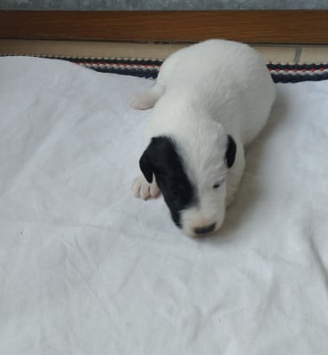 Chiot N°5 - Fox Terrier Poil lisse