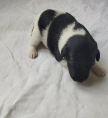 Chiot N°6 - Fox Terrier Poil lisse