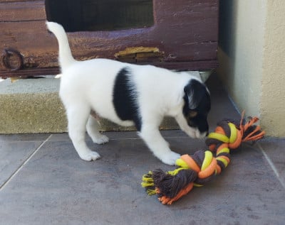 Les chiots de Fox Terrier Poil lisse