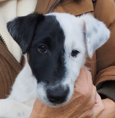 Les chiots de Fox Terrier Poil lisse