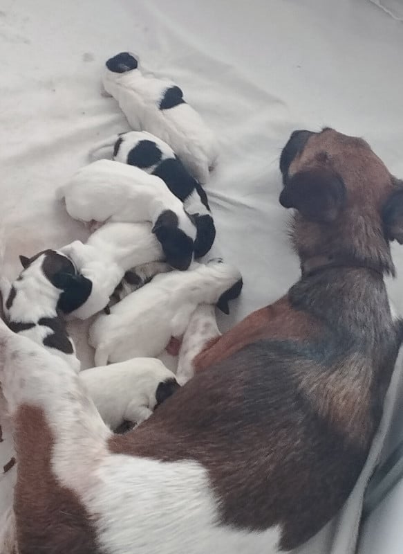 Fox Terrier Poil lisse - Des marais d'aulnoye
