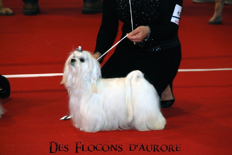 Publication : Des Flocons D'Aurore  