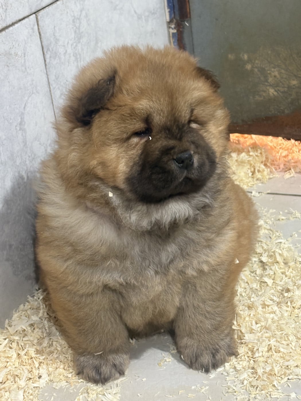 Chow Chow - du Domaine Saint Joseph Du Roc