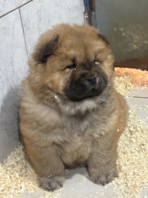 Les chiots de Chow Chow