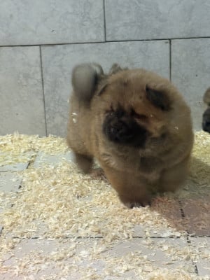 Les chiots de Chow Chow