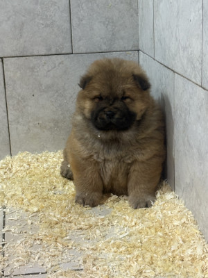 Les chiots de Chow Chow