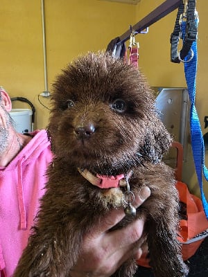 Les chiots de Terre-neuve