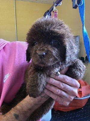 Les chiots de Terre-neuve