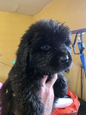 Les chiots de Terre-neuve