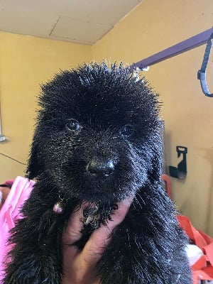 Les chiots de Terre-neuve