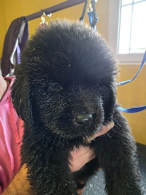 Les chiots de Terre-neuve