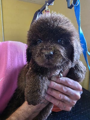 Les chiots de Terre-neuve