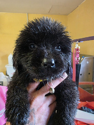 Les chiots de Terre-neuve