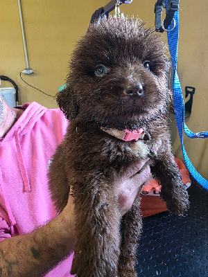 Les chiots de Terre-neuve