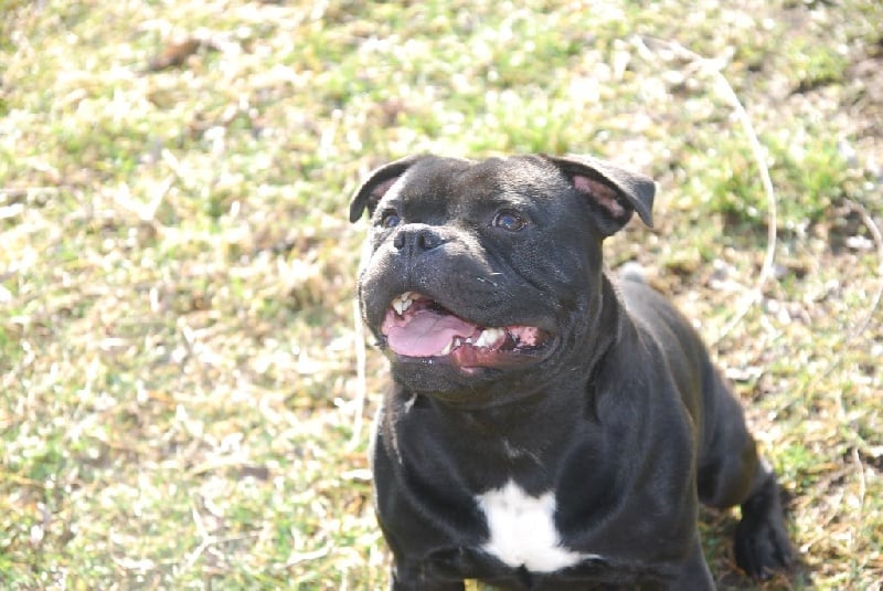 CH. Firefox off prozak