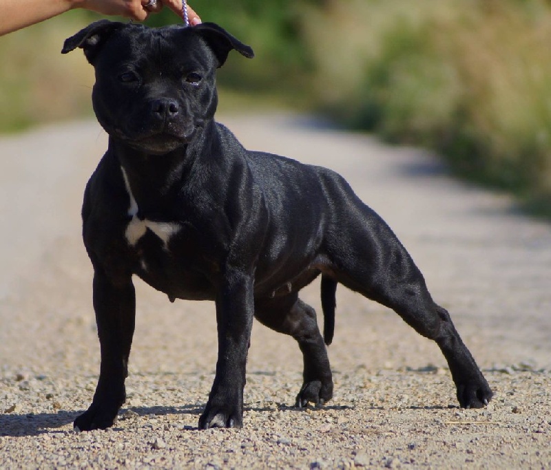 CH. Galaxy black star (Sans Affixe)