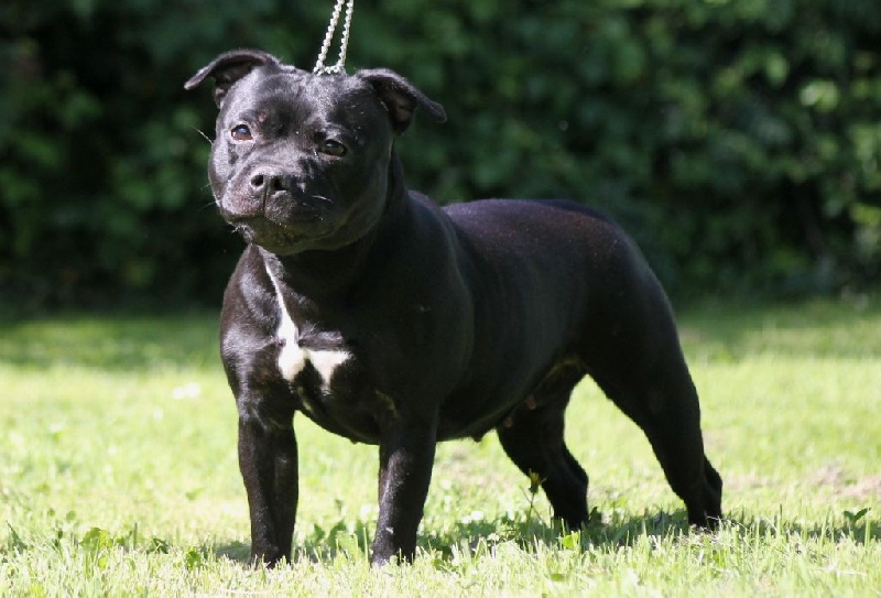 CH. Galaxy black star (Sans Affixe)