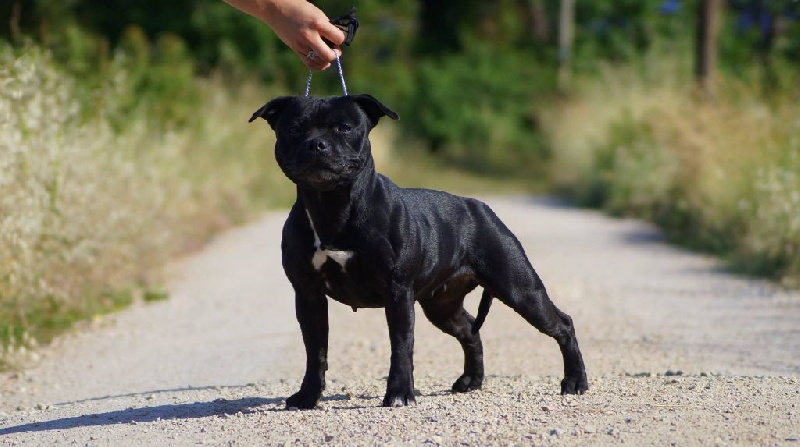 CH. Galaxy black star (Sans Affixe)