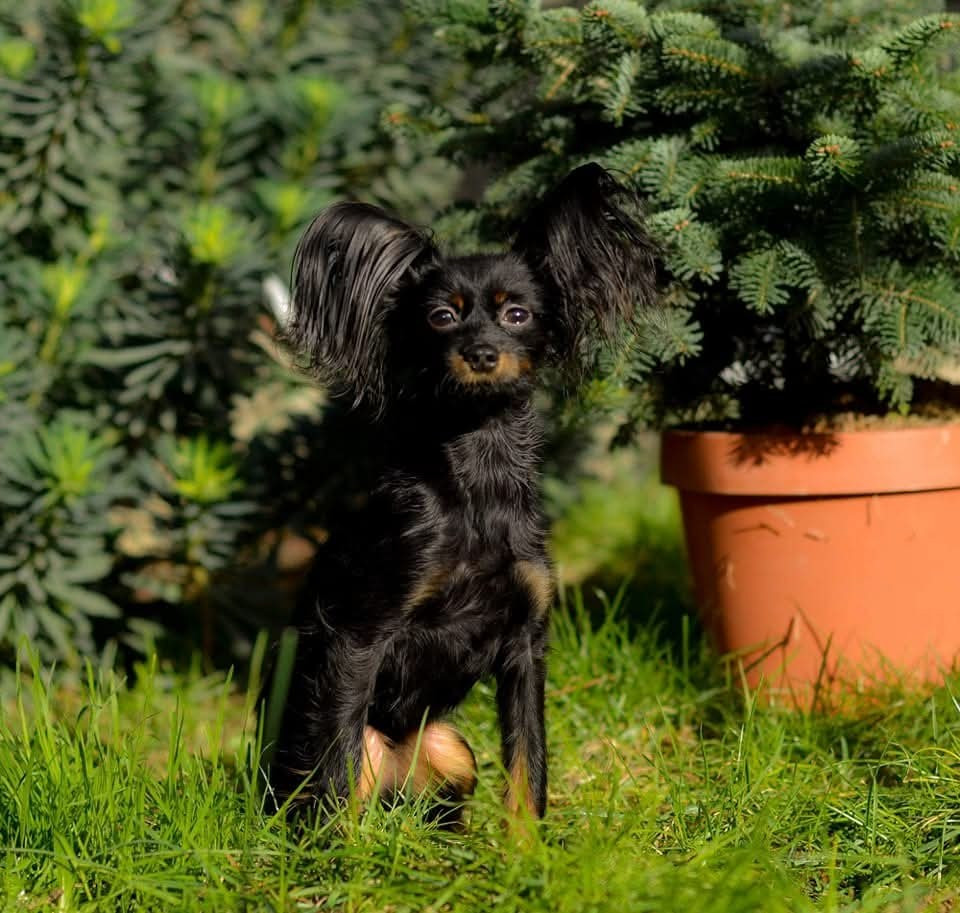 Infiniti iz valeri garden Poupee Russe