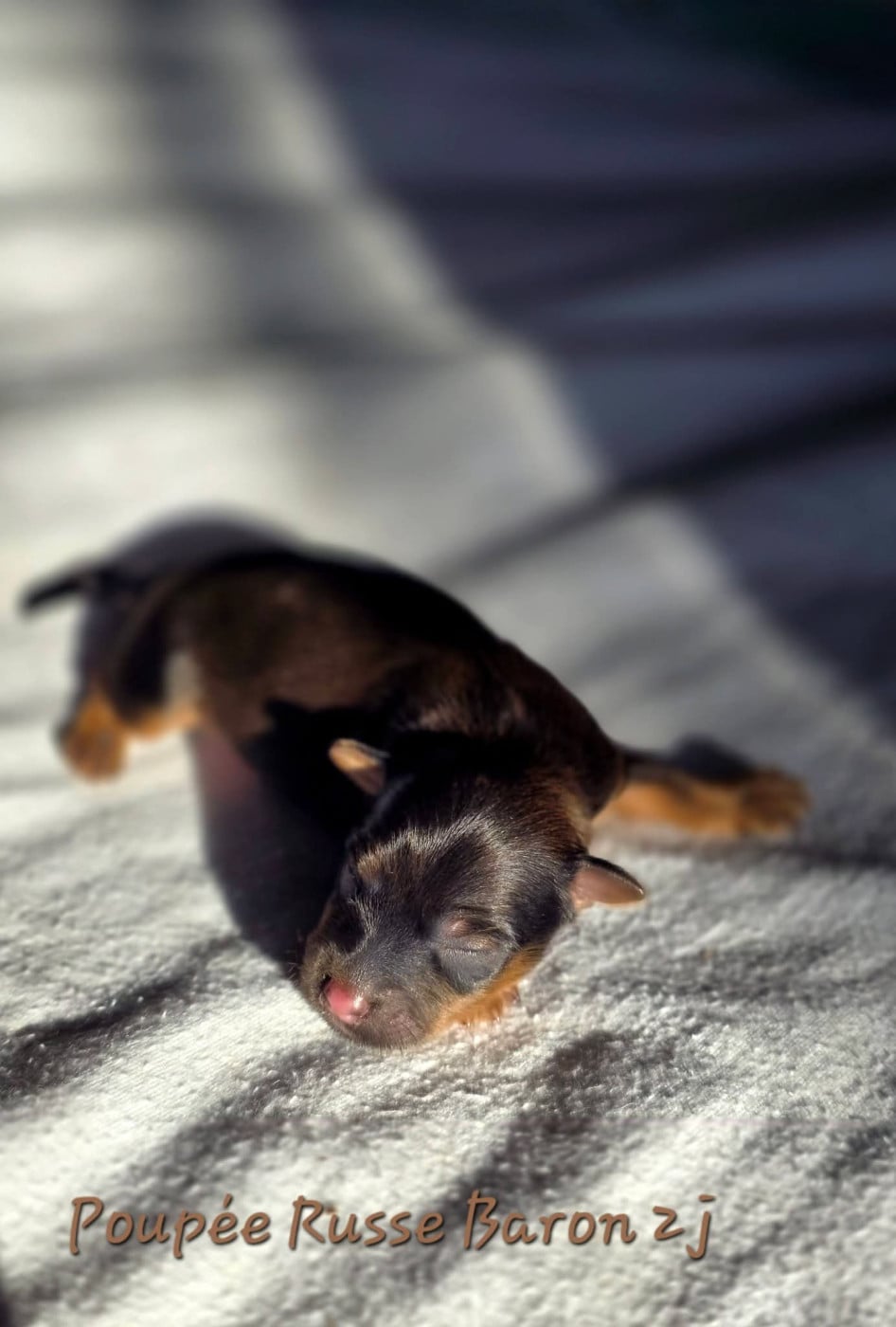 BARON - Russkiy Toy (Petit Chien Russe)