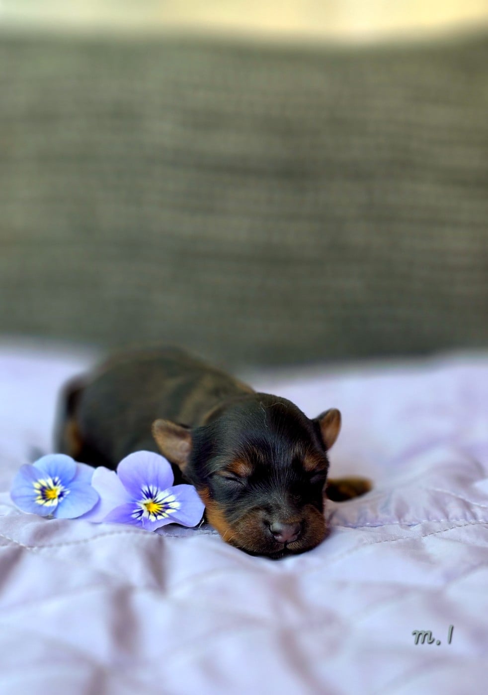 Chiot N°1 - Russkiy Toy (Petit Chien Russe)