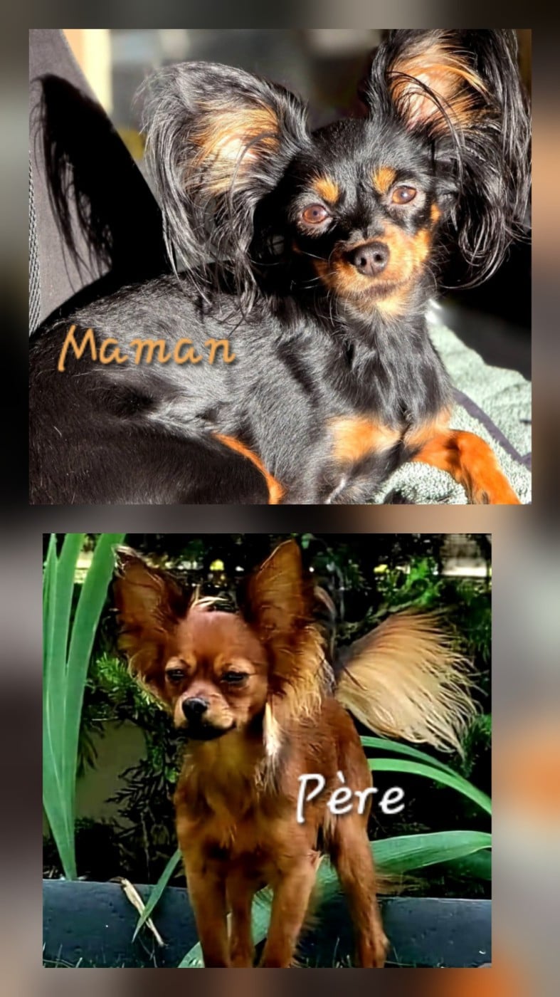 CHIOT 1 - Russkiy Toy (Petit Chien Russe)