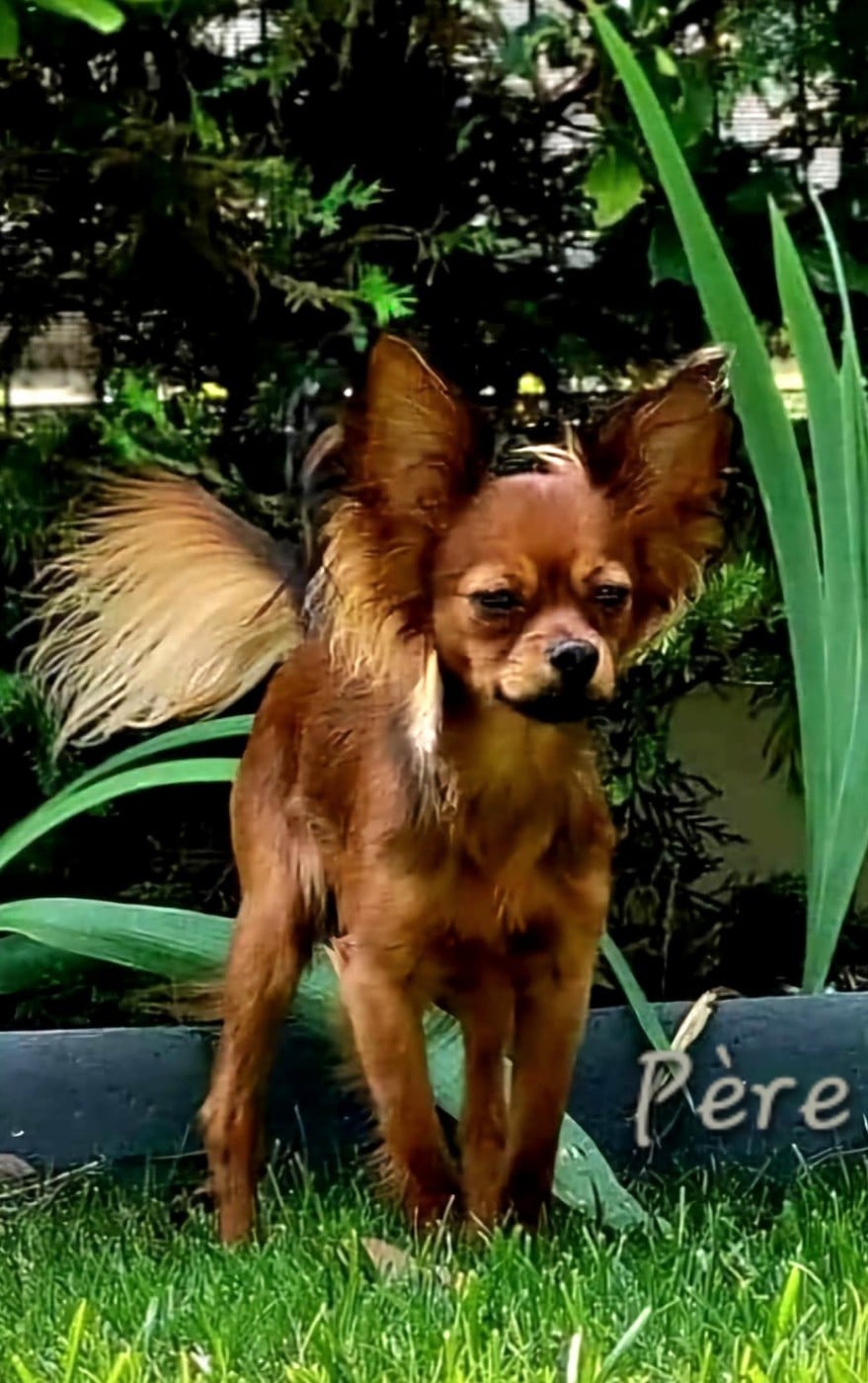CHIOT 1