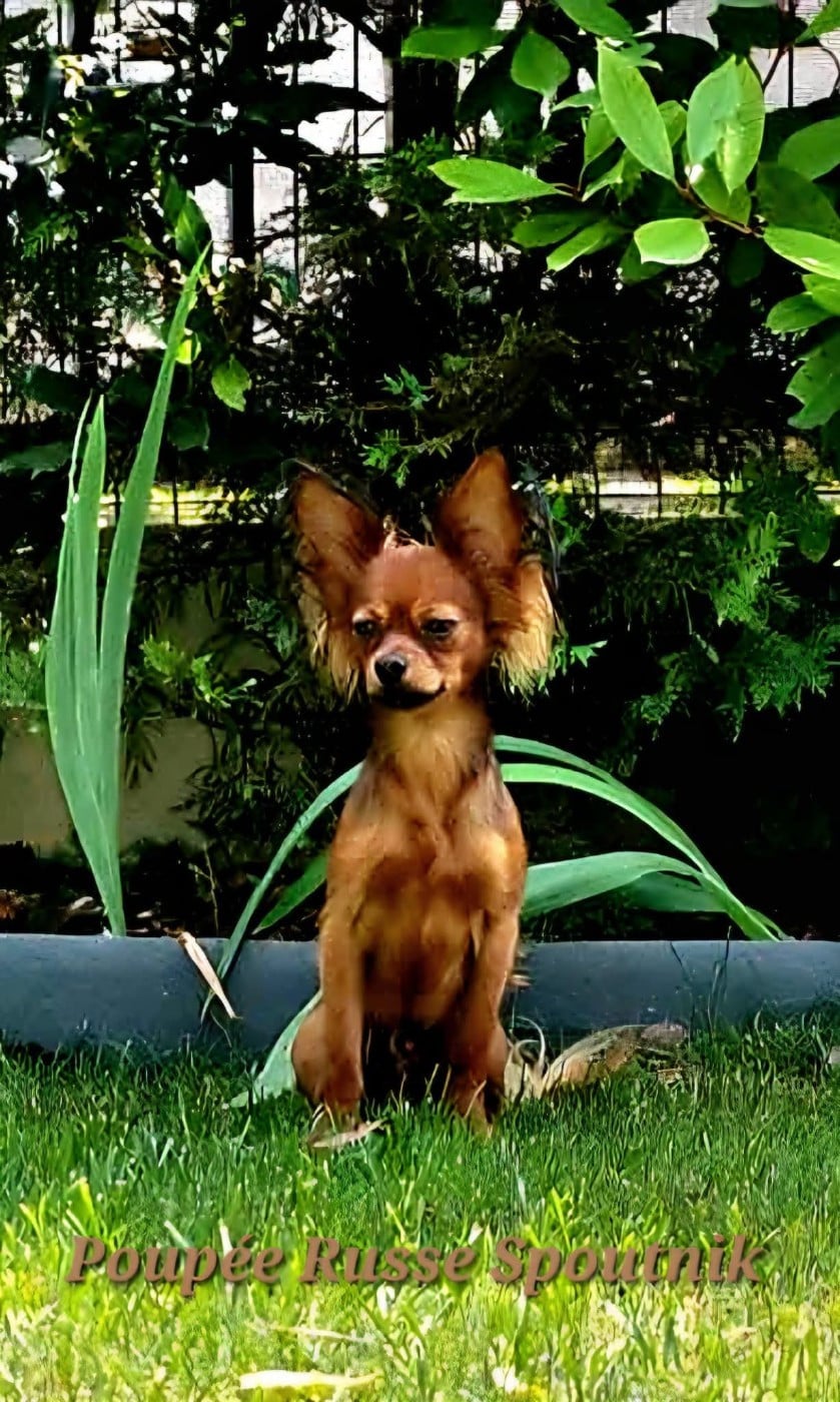 CHIOT 1