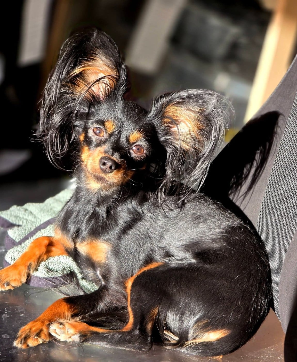 CHIOT 1