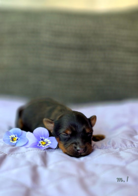 Les chiots de Russkiy Toy (Petit Chien Russe)