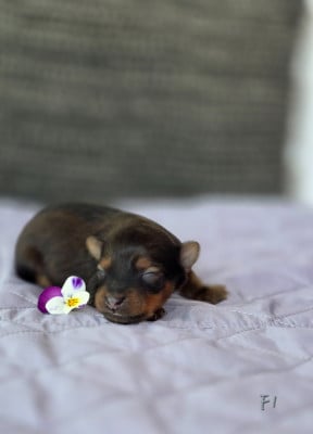 Les chiots de Russkiy Toy (Petit Chien Russe)