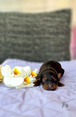 Les chiots de Russkiy Toy (Petit Chien Russe)