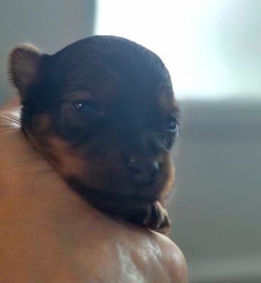 Les chiots de Russkiy Toy (Petit Chien Russe)