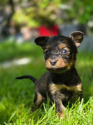 Les chiots de Russkiy Toy (Petit Chien Russe)