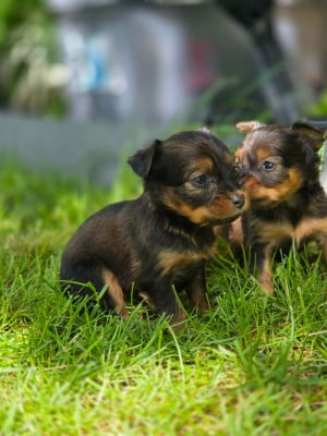 Les chiots de Russkiy Toy (Petit Chien Russe)