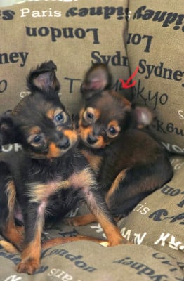 Les chiots de Russkiy Toy (Petit Chien Russe)