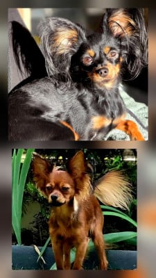 Russkiy Toy (Petit Chien Russe)