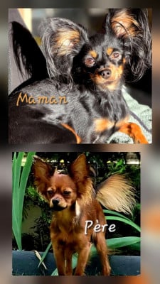 CHIOT 2 - Russkiy Toy (Petit Chien Russe)