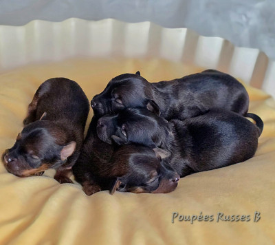 Les chiots de Russkiy Toy (Petit Chien Russe)