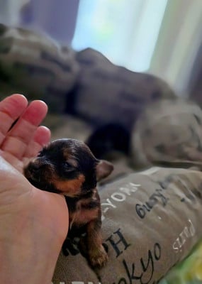 Les chiots de Russkiy Toy (Petit Chien Russe)
