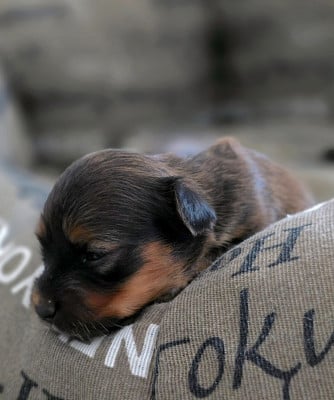 Les chiots de Russkiy Toy (Petit Chien Russe)