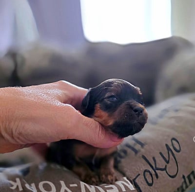 Les chiots de Russkiy Toy (Petit Chien Russe)