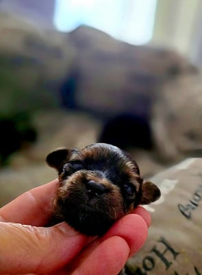 Les chiots de Russkiy Toy (Petit Chien Russe)