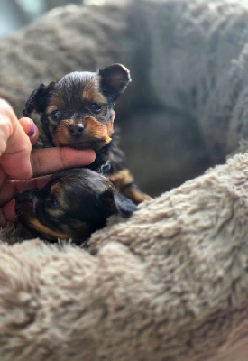 Les chiots de Russkiy Toy (Petit Chien Russe)