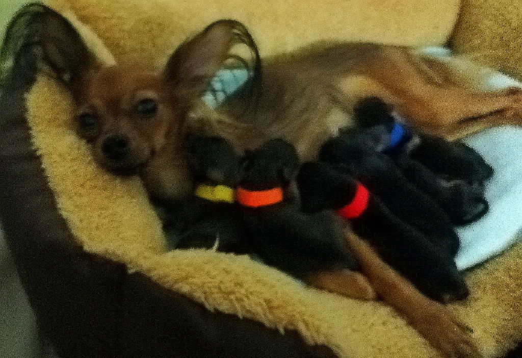 CHIOT - Russkiy Toy (Petit Chien Russe)