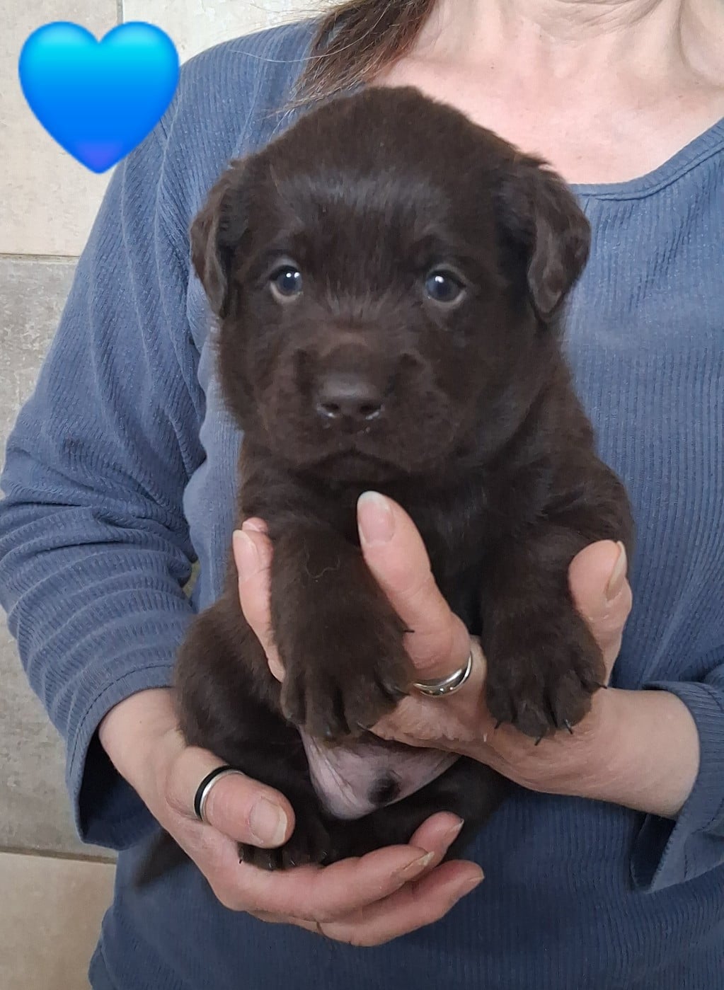 Labrador Retriever - Du domaine des eurantes