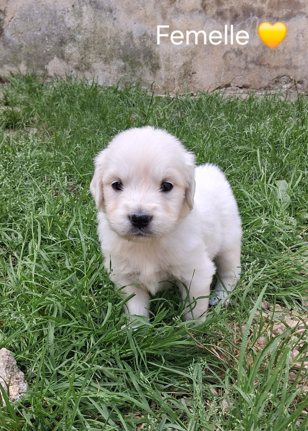 Golden Retriever - Du domaine des eurantes
